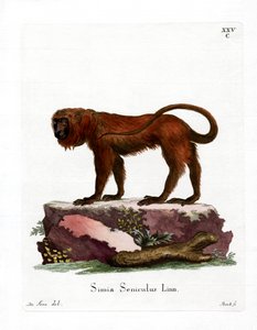 Red Howler (barevná rytina) od German School