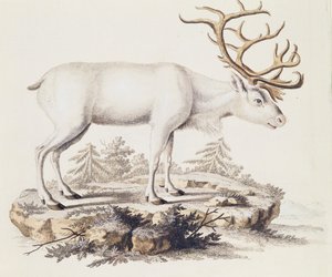 Sob (Cervus tarandus), od savců ilustrovaný z přírody s popisy, od Johanna Christiana Daniela von Schreber (1739-1810), rytina I Nufsbiegel, svazek 5, tabulka 248-C, Německo od German School