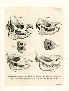 Rhino Skulls (barevné rytí) od German School