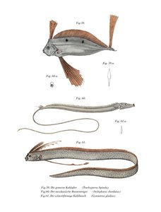 Ribbon Fish (barva litho) od German School
