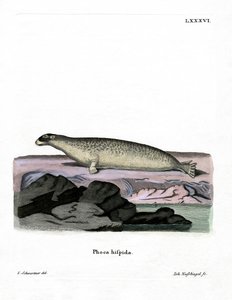 Ringed Seal (barevné rytí) od German School