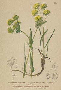 Ucho zajíce skalního (Bupleurum petraeum, Bupleurum graminifolium) od German School