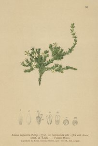 Zašívačka skalní (Alsine rupestris, Alsine lanceolata, Minuartia rupestris) od German School