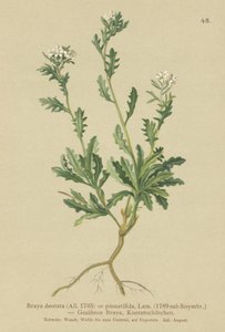Řeřicha skalní (Braya dentata, Braya pinnatifida, Murbeckiella pinnatifida, Arabette pennatifida, Grass Cornacchia pennatifida) od German School