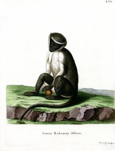 Roloway Guenon (barevná rytina) od German School