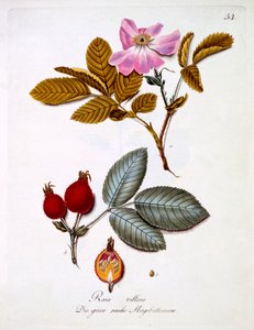 Rosa villosa, ilustrace z knihy německých divokých květin od Johanna Daniela von Reittera, vydaná kolem roku 1803-5