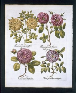 Růže, talíř 95 z hospody Hortus Eystettensisby Basil Besler (1561-1629). 1613 (ručně kolorovaná rytina) od German School