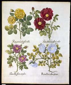 Růže, deska 96 z Hortus Eystettemsis od Basila Beslera (1561-1629), hospoda v roce 1613 (ručně kolorovaná rytina) od German School