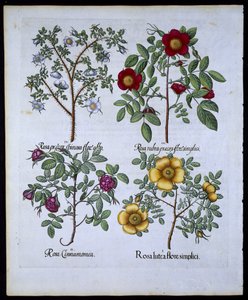 Růže, talíř 98 z hospody Hortus Eystettensisby Basil Besler (1561-1629). 1613 (ručně kolorovaná rytina) od German School