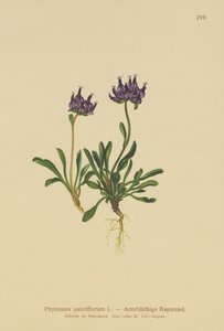 Rampion kulatý (Phyteuma pauciflorum, Rapunculus pauciflorus, Phyteuma globulariifolium) od German School