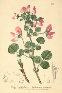 Jehlice okrouhlolisté (Ononis rotundifolia, Ononis tribracteata) od German School