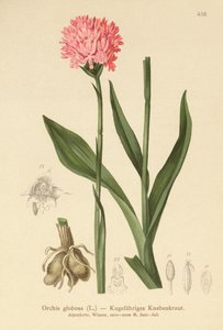 Orchidej kulatohlavá (Orchis globosa, Traunsteinera globosa) od German School