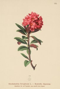 Alpenrose rezavolistá (Rhododendron ferrugineum) od German School