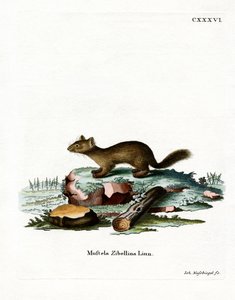 Sable (barevné rytí) od German School