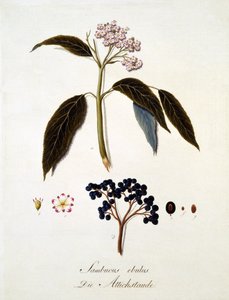 Sambucus Ebulus, z „Obsáhlé práce o všech druzích dřeva“ od Johanna Daniela von Reittera, vydané 1803-05 (barevná rytina) od German School