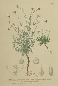 Sandwort (Moehringia glaucovirens, Möhringia glaucovirens, Möhringia glauca, Moehringia glauca, Arenaria glaucovirens) od German School