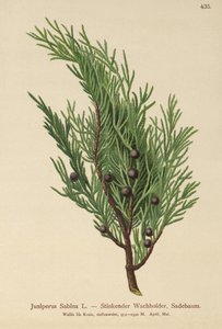 Savin Juniper (Juniperus Sabina) od German School
