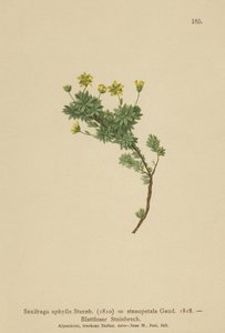 Saxifraga (Saxifraga aphylla, Saxifraga stenopetala) od German School