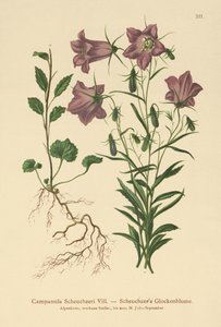 Scheuchzers Bellflower (Campanula Scheuzeri) od German School