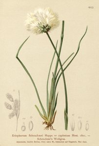 Scheuchzerova bavlníková tráva (Eriophorum Scheuchzeri, Eriophorum capitatum) od German School