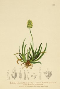 Skotský asfodel (Tofieldia calyculata, Tofieldia palustris, Tofieldia borealis, Tofieldia pusilla) od German School