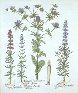 Cesmína mořská a tři druhy yzopu, od Hortus Eystettensis, Basil Besler (1561-1629), hospoda. 1613 (ručně kolorovaná rytina) od German School