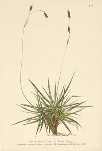 Ostřice (Carex firma) od German School