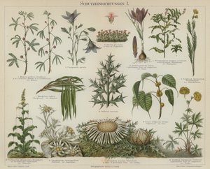 Samoochranné reakce u rostlin (color litho) od German School