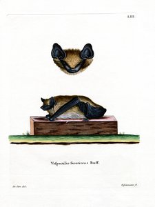 Serotine Bat (barevné rytí) od German School