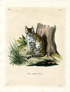 Serval (barevné rytí) od German School