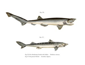 Sharpnose Sevengill Shark (barevná lito) od German School