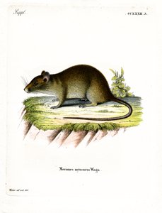 Krysa bandicoot krátkoocasá (barevné rytí) od German School