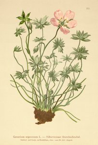 Stříbrný jeřáb Bill (Geranium argenteum) od German School