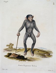 Simia pygmaeus, od savců ilustrovaných z přírody s popisy, Johann Christian Daniel von Schreber (1739-1810), rytina IC Bock, Německo od German School