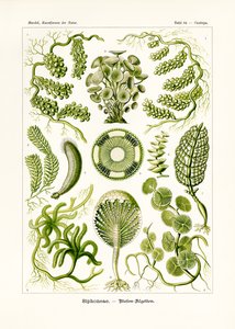 Siphoneae, 1899-1904 od German School