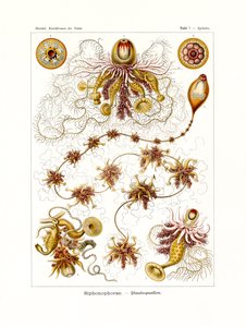 Siphonophorae, 1899-1904 od German School