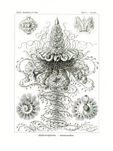 Siphonophorae, 1899-1904 od German School