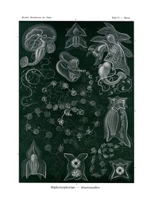 Siphonophorae, 1899-1904 od German School