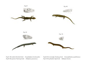 Skink (barva lito) od German School