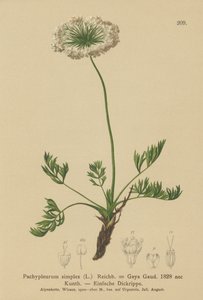 Libeček alpský (Pachypleurum mutellinoides, Pachypleurum simplex, Pachypleurum alpinum, Pachypleurum simplex, Neogaya simplex, Gaya simplex, Ligusticum simplex) od German School