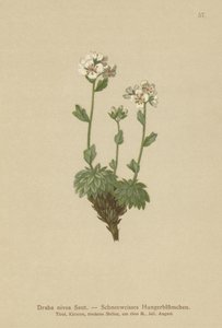 Sněhově bílá osuška (Draba nivea) od German School