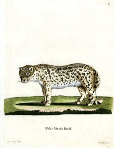 Sněžný leopard (barevná rytina) od German School