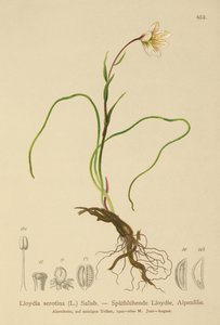 Snowdon Lily (Lloydia serotina, Gagea serotina, Lloydia alpina, Lloydia striata) od German School