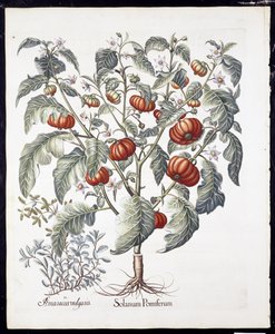 Solanum Pomiferum z Hortus Eystettensis od Basila Beslera (1561-1629) hospoda 1613 (ručně kolorovaná rytina) od German School
