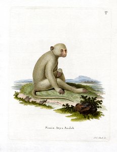 Sooty Mangabey (barevná rytina) od German School