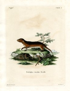 Southern Red-sided Opossum (barevné rytí) od German School