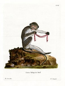 Southern Talapoin (barevná rytina) od German School