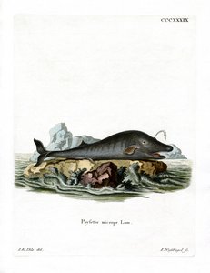 Vorvaň (barevná rytina) od German School