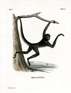 Spider Monkey (barevná rytina) od German School