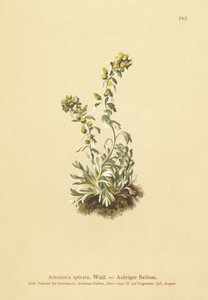 Pelyněk klasnatý (Artemisia spicata, Artemisia bocconei, Artemisia genipi) od German School